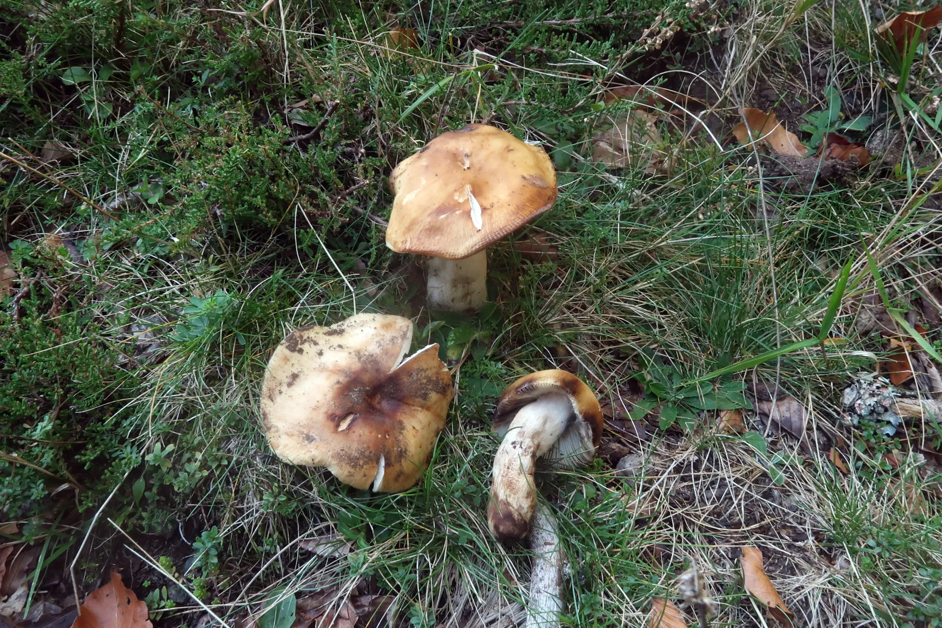 Russula fragrantissima - 1 - IMG_0211